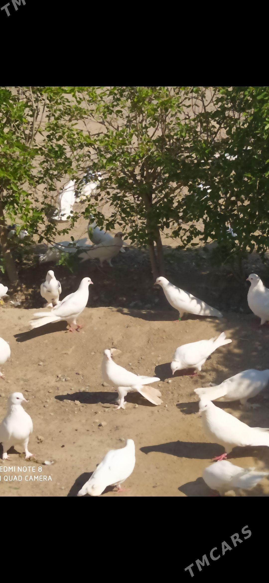 Kepderi - 4 мкр - img 1