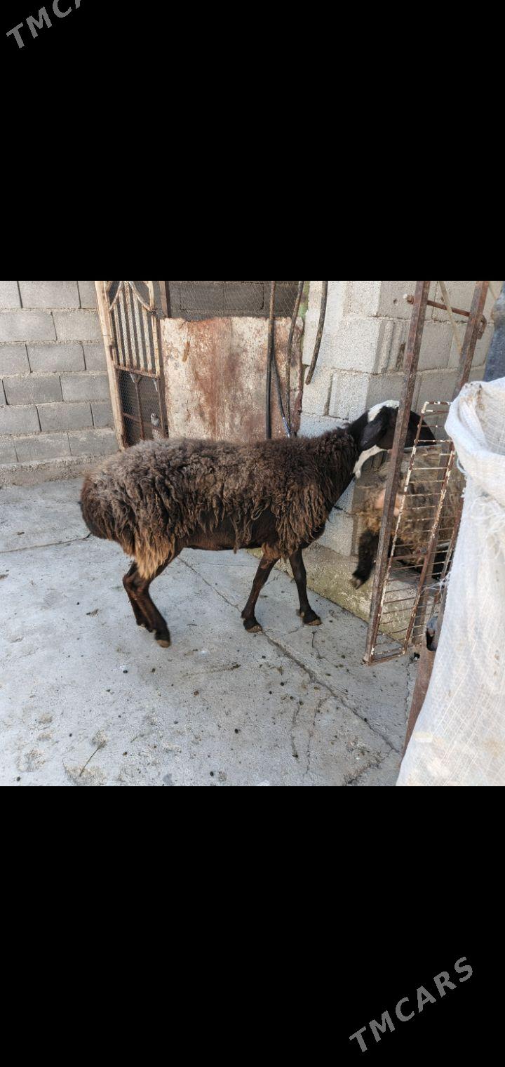 Gisar goyun - Гарадамак - img 1