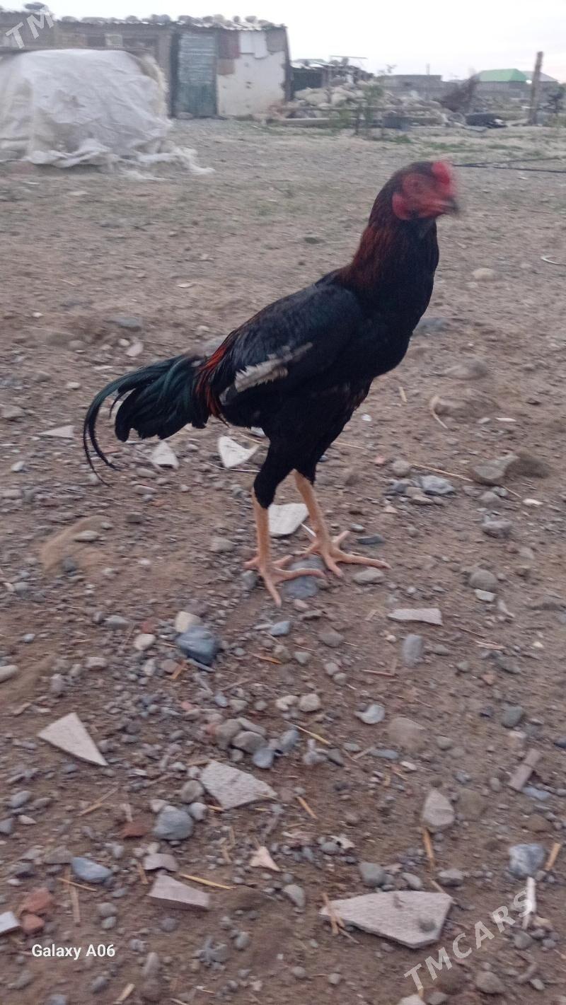 horaz - Бахарден - img 1