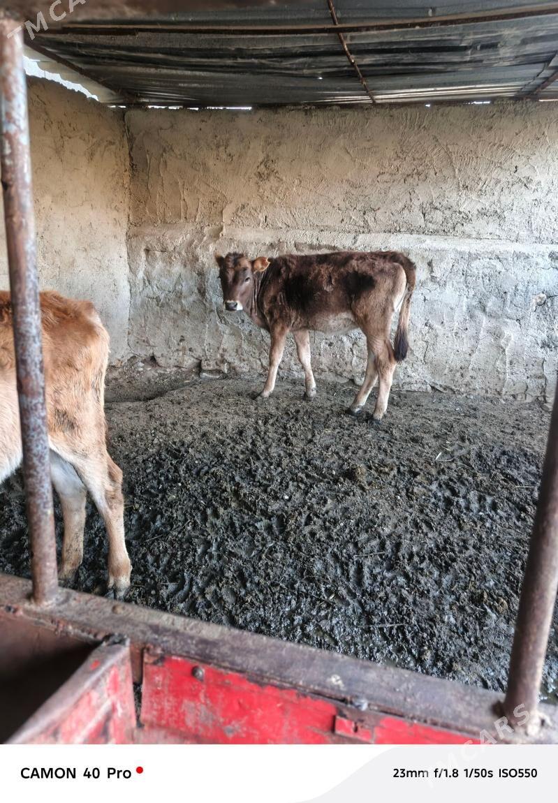 tüveler - Bäherden - img 1