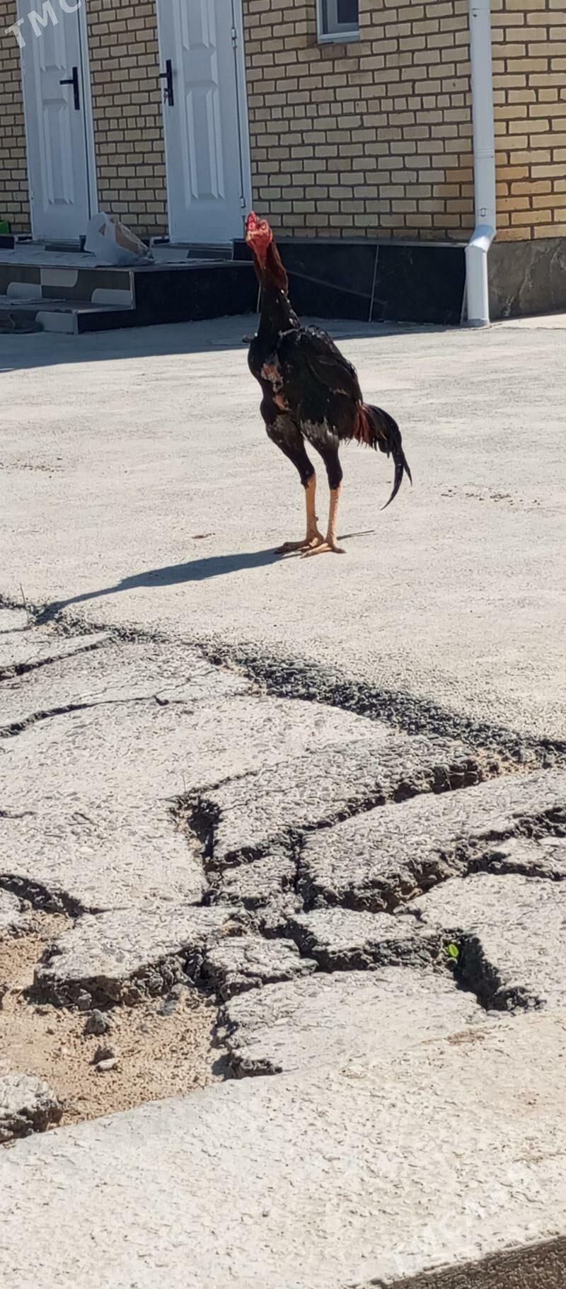 Bayes Horazlar - Сакарчага - img 1