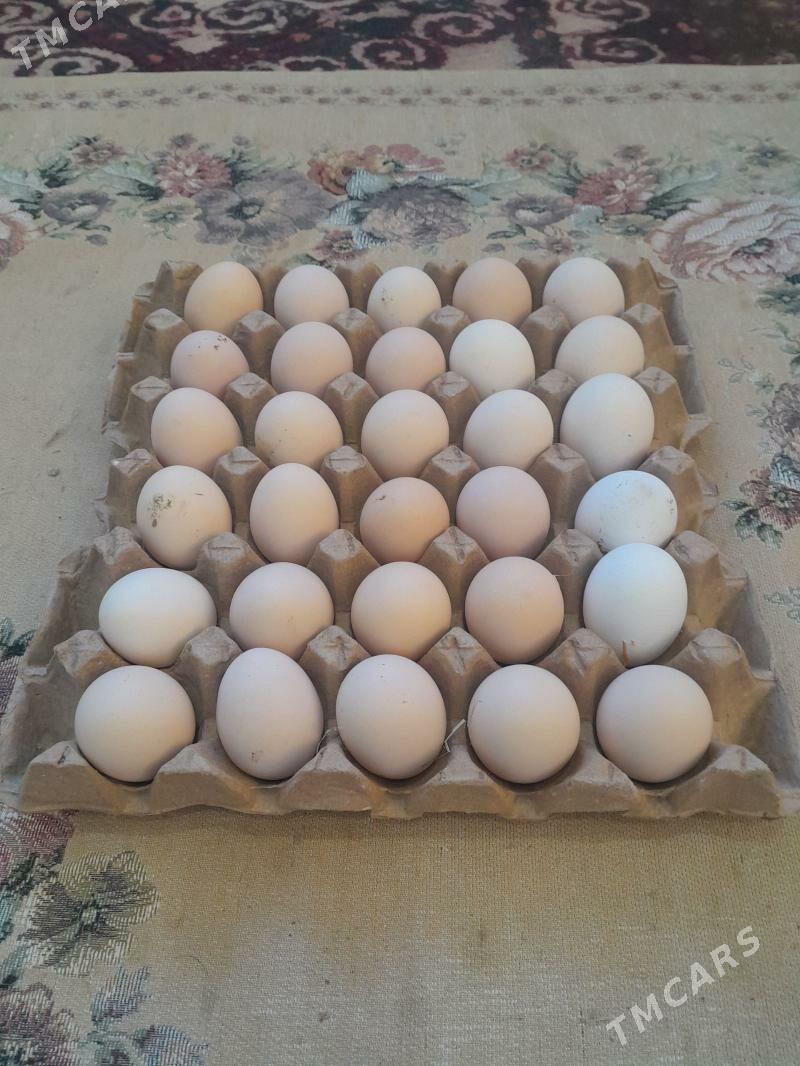 elin yumurtga - Балканабат - img 1