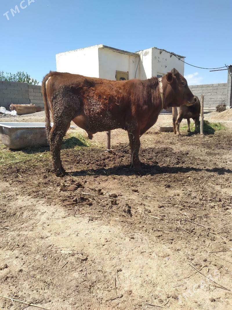 öküz - Bäherden - img 1