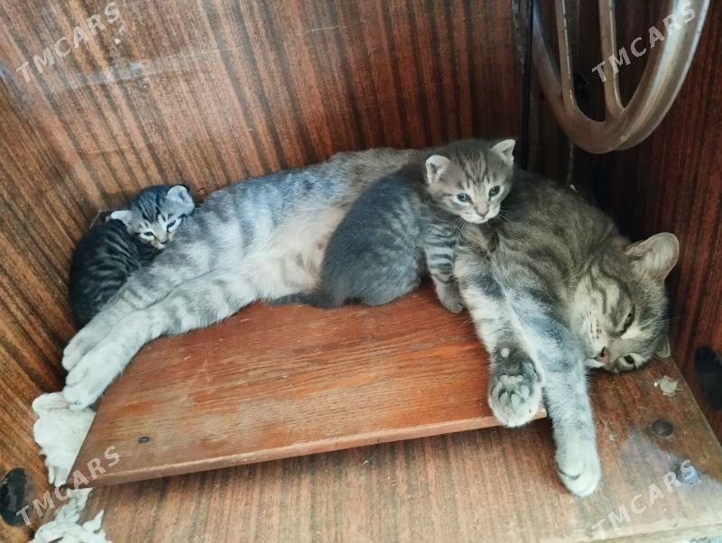 pisik ellekeý - Aşgabat - img 1