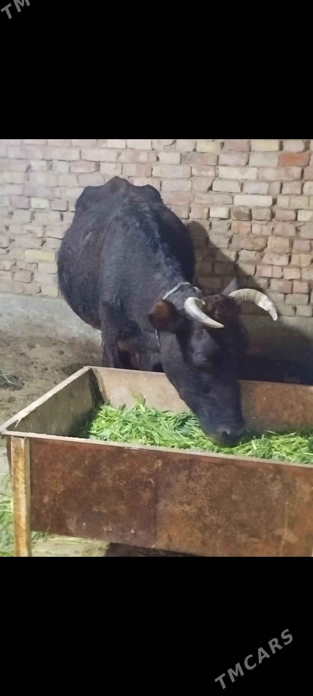 Goleli Sygyr - Tejen - img 1