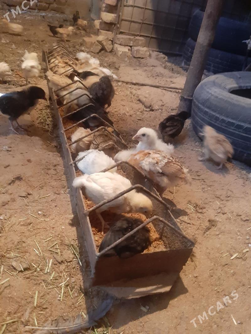 towuk juyje - Мары - img 1