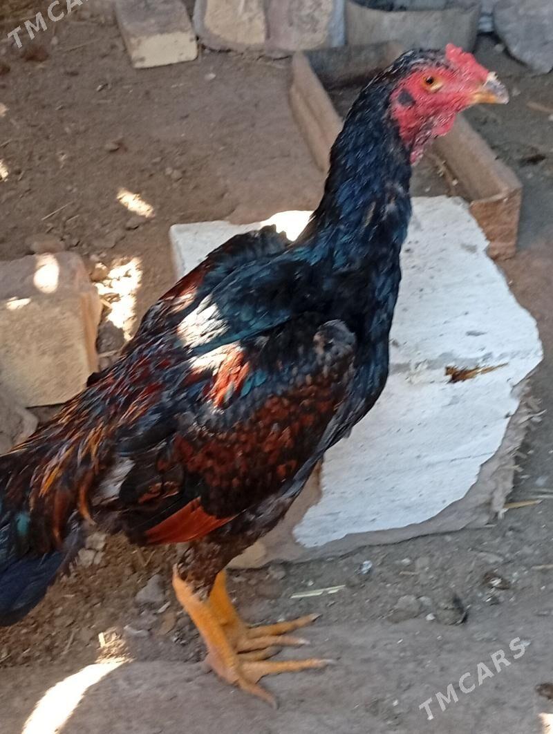 horaz - Çärjew - img 1