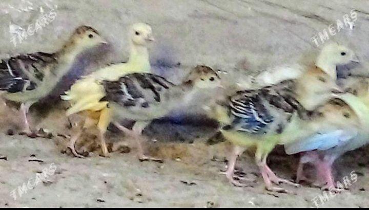 INDUK JÙÝJE - Murgap - img 1