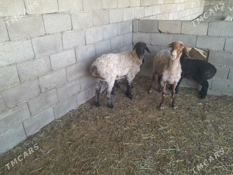 goyun - Aşgabat - img 1