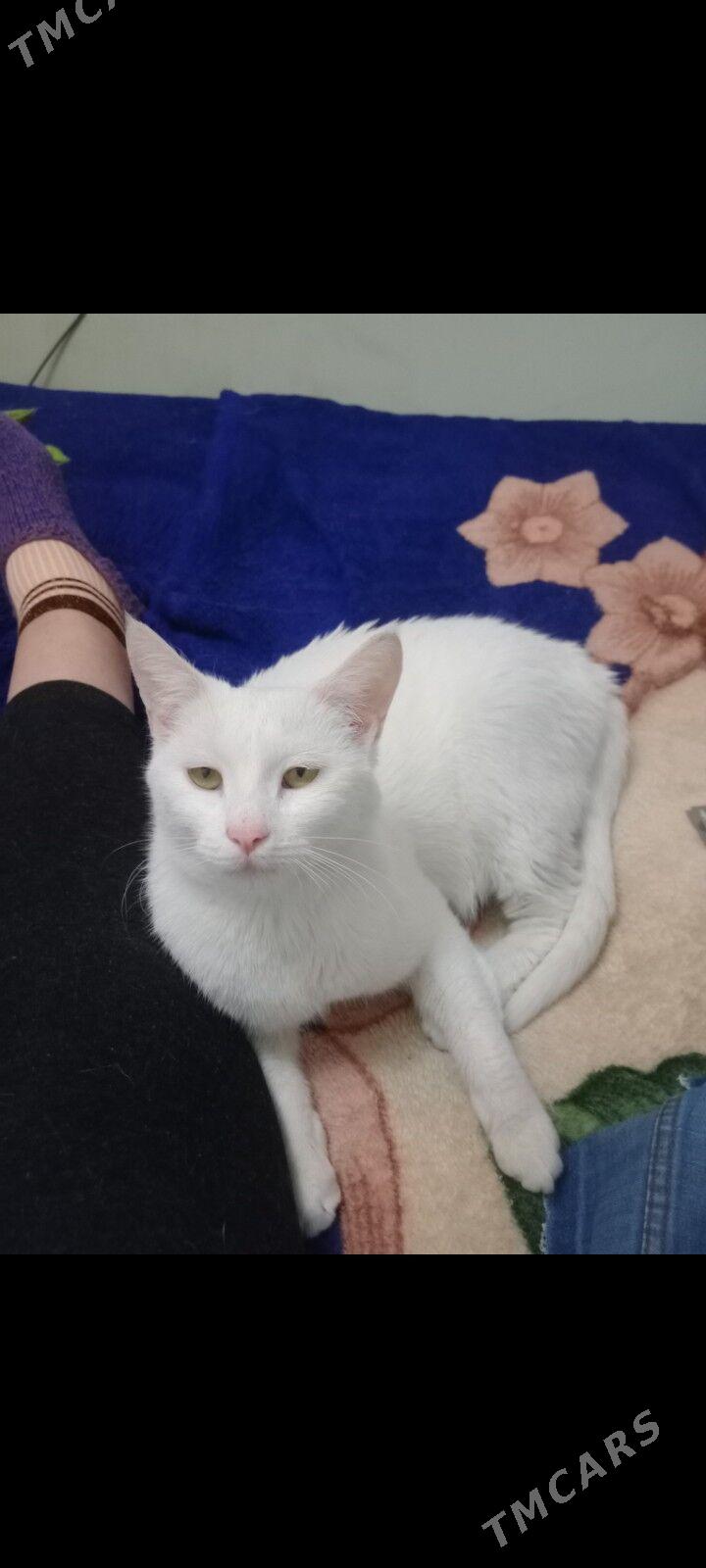 Кошка - Ашхабад - img 1