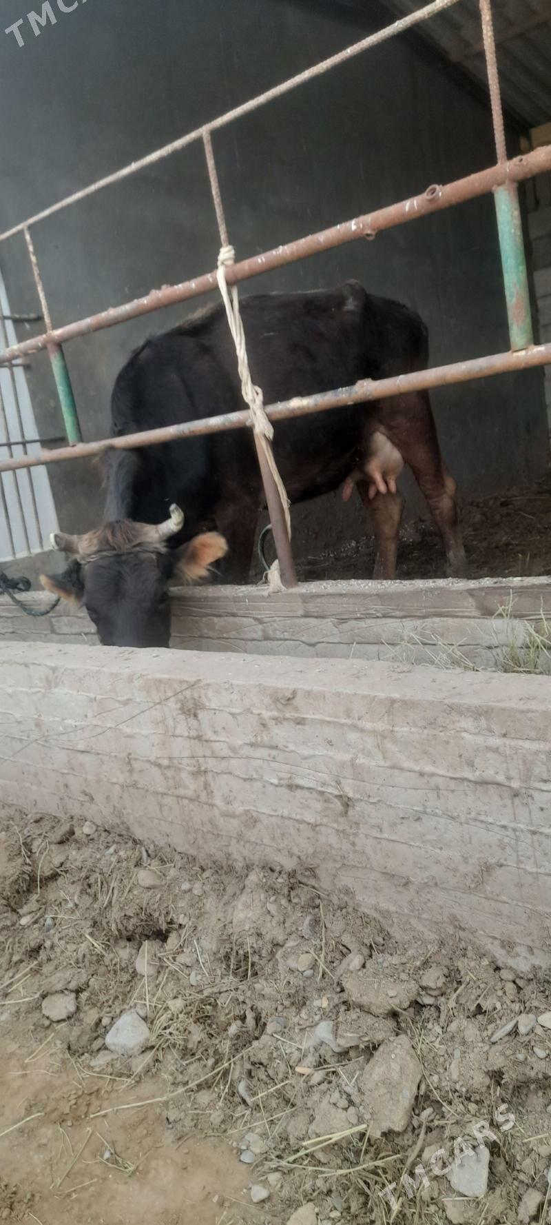 Göleli sygyr - Бабадайхан - img 1