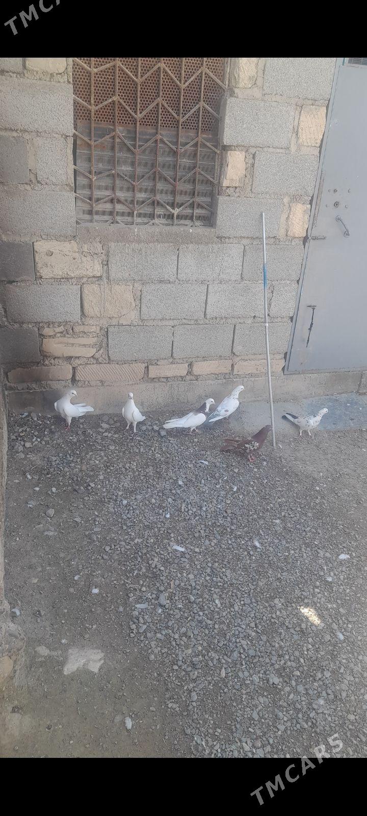 kepderi - Gyzylarbat - img 1