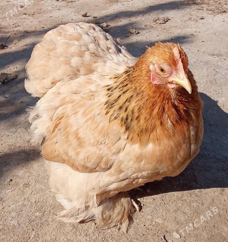 KARLIK MÄKI - Gyzylarbat - img 1