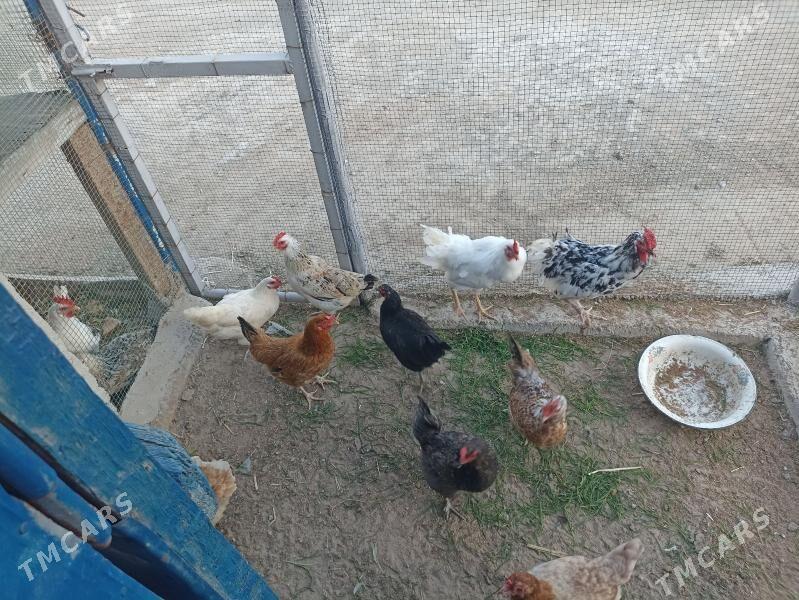 товук хораз - Туркменбаши - img 1