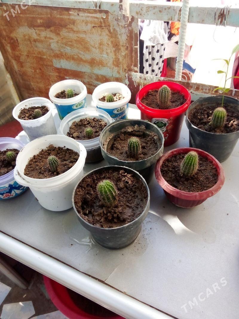 Домашние цветы кактус - Туркменабат - img 1
