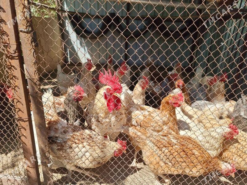 towukler - Çoganly - img 1