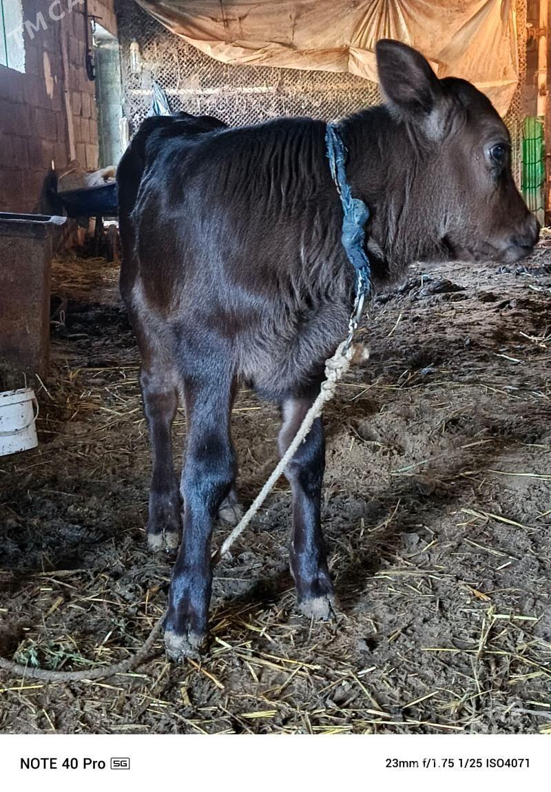 goleli sygyr - Gökdepe - img 1