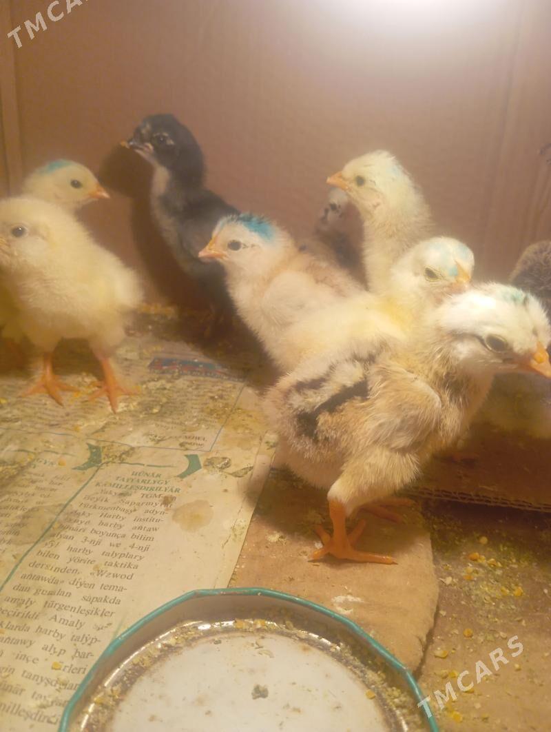 Bayes juje - Сакар - img 1