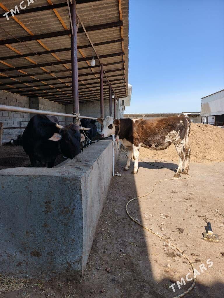 tuwe - Aşgabat - img 1