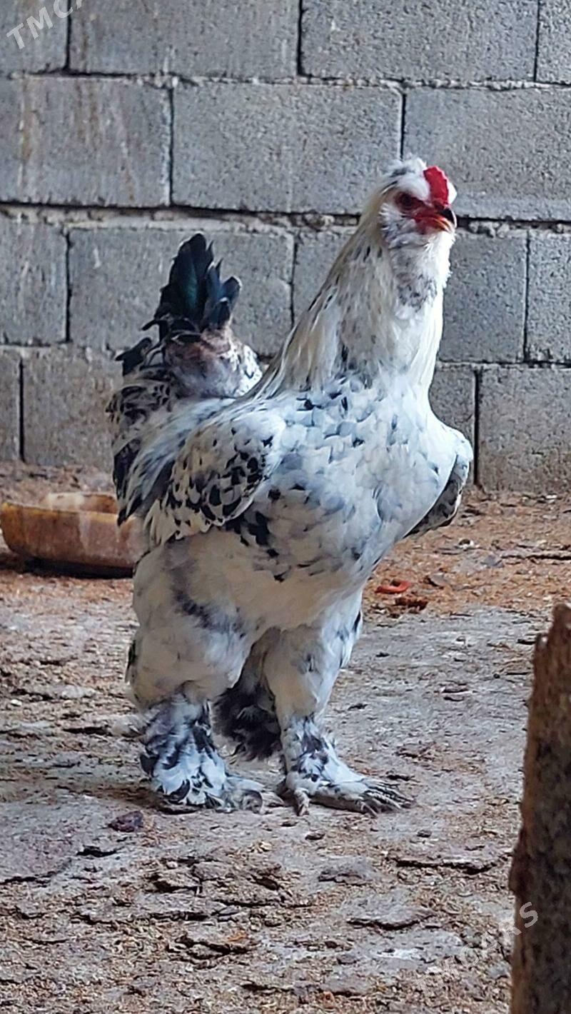 horaz - Херрикгала - img 1