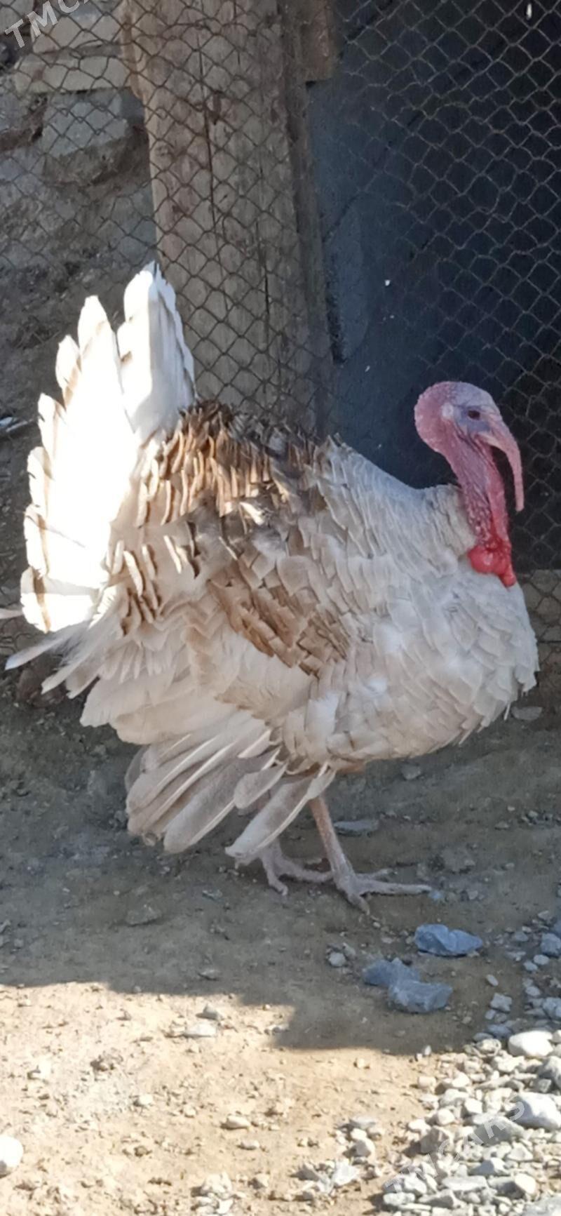 erkek induk - Гызыларбат - img 1