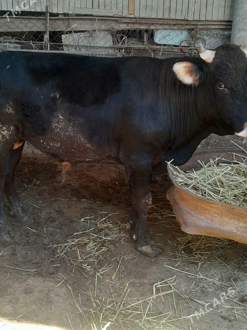 okuz - Яшлык - img 1