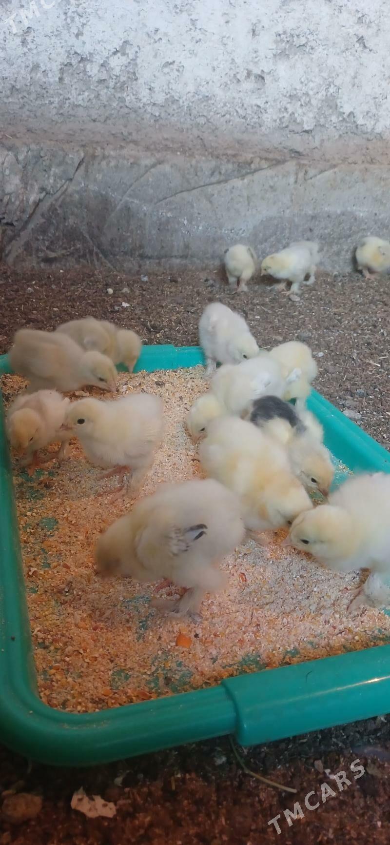 Brama Lewanda Jüje - Чоганлы - img 1