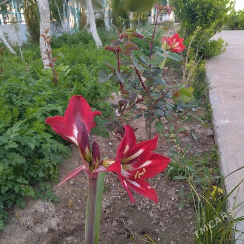 Amarilis - Тязе заман - img 1