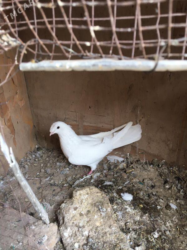 голубы - Туркменабат - img 1