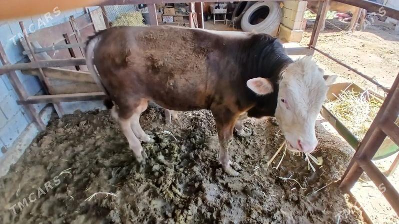 Simental okuz - Бузмеин - img 1