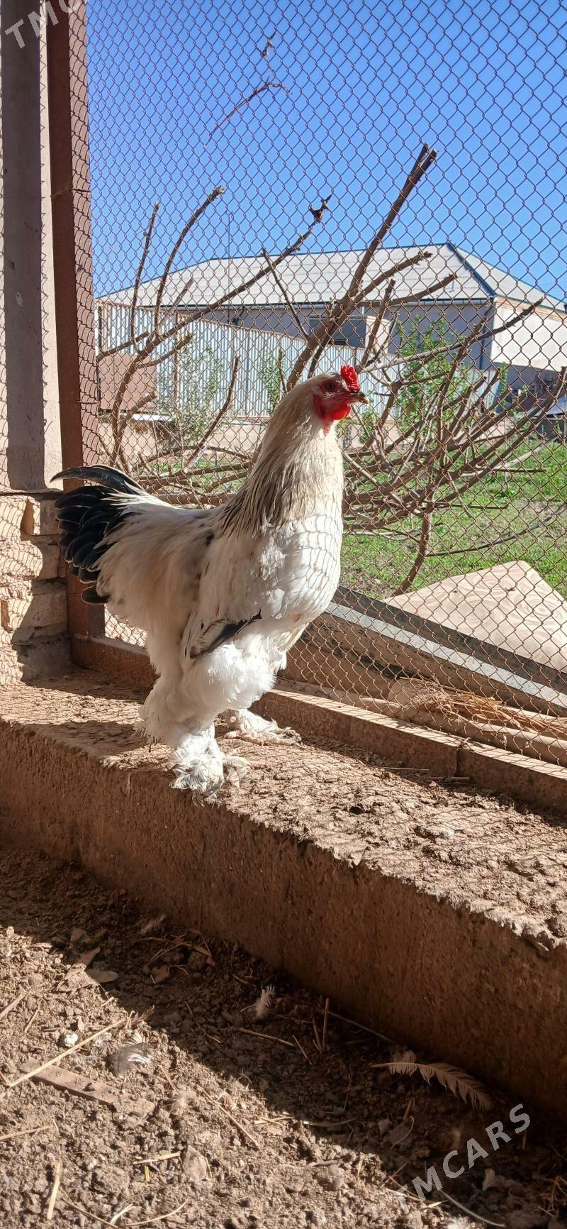 Braman horaz - Дашогуз - img 1