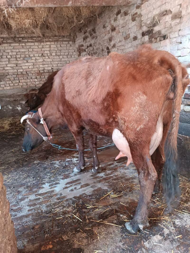 Göleli sygyr - Türkmenabat - img 1