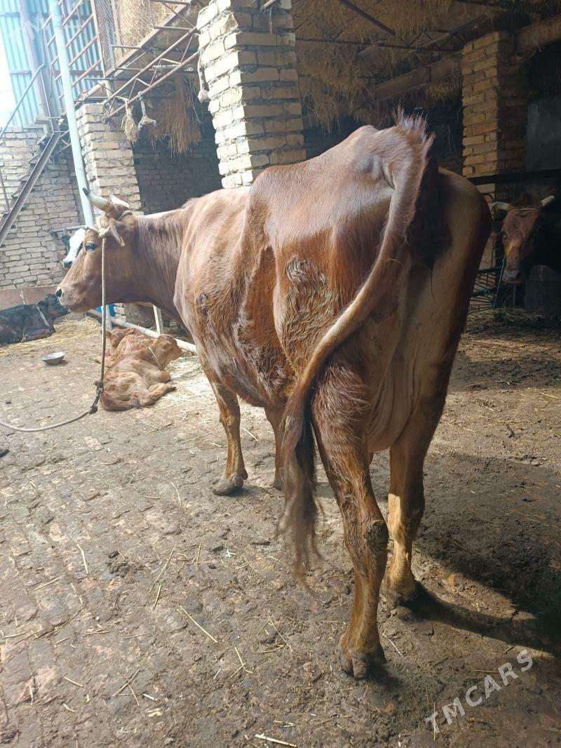 Göleli sygyr - Türkmenabat - img 1