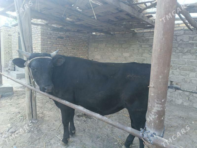 okuz - Çärjew - img 1