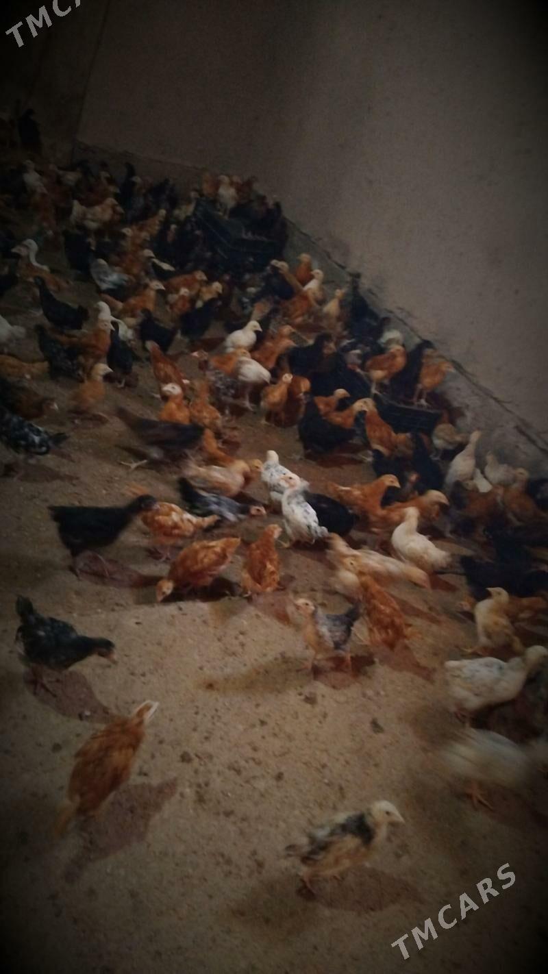 2 aydan gecen jujeler - Шабатский этрап - img 1