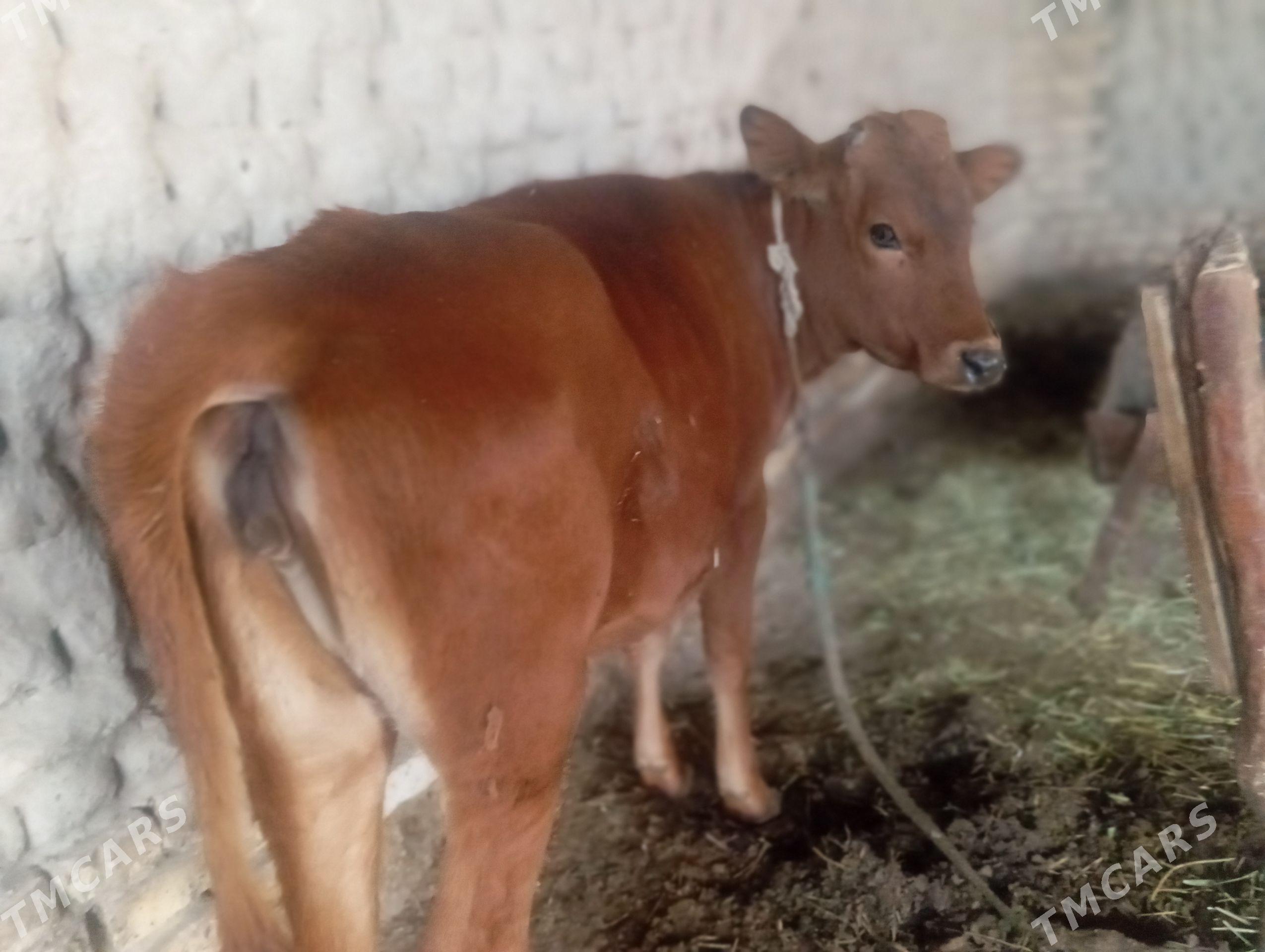 Gulajyn göleler - Mary - img 1