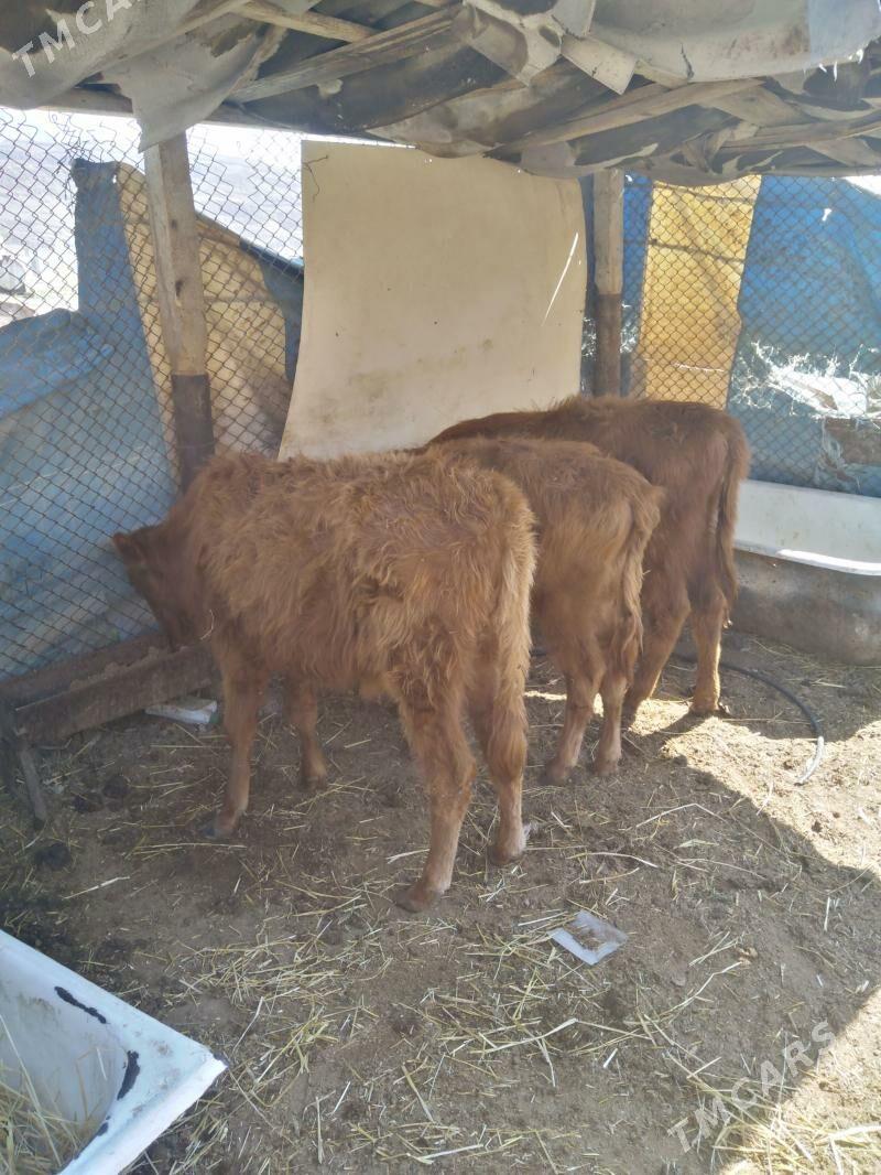 Okuzce 3 sany - Балканабат - img 1