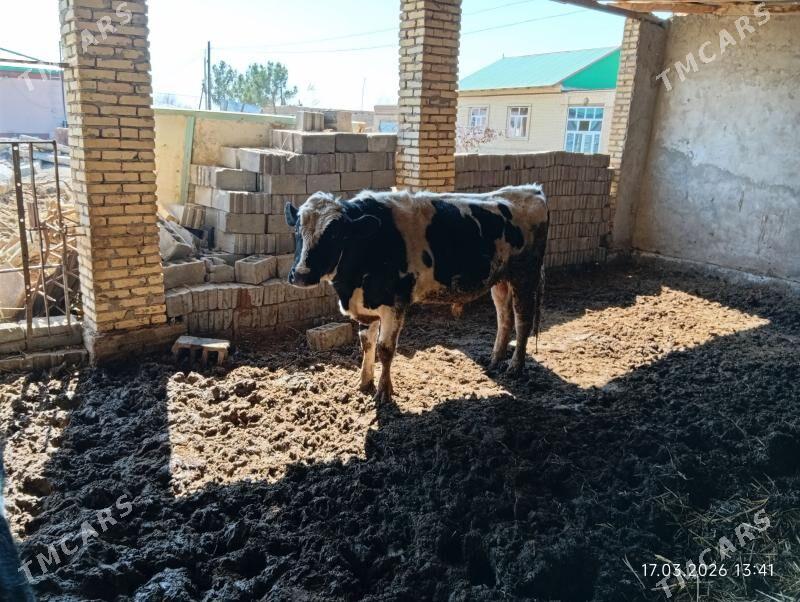 Galsteyin okuz - Дянев - img 1