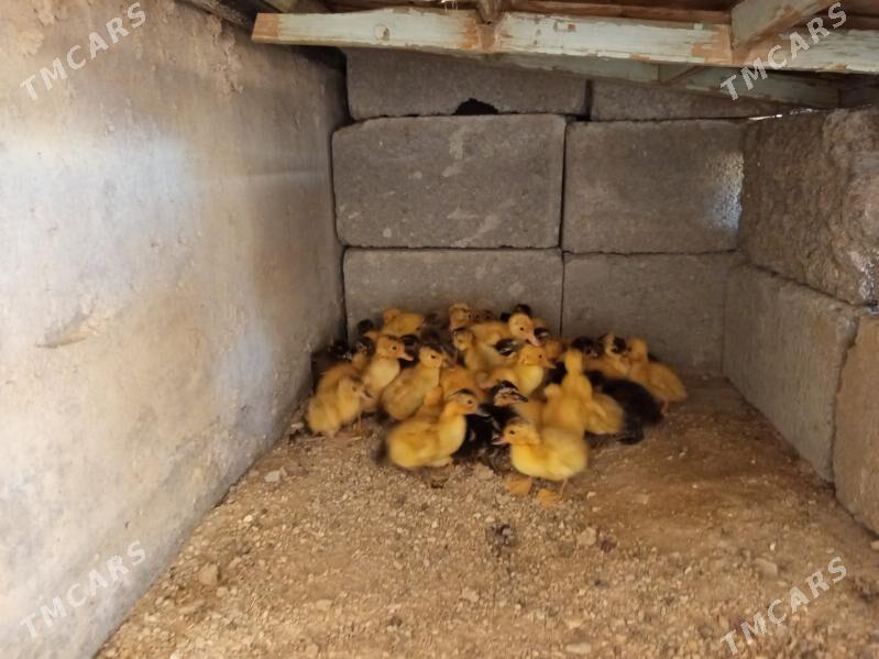 ordek - Балканабат - img 1