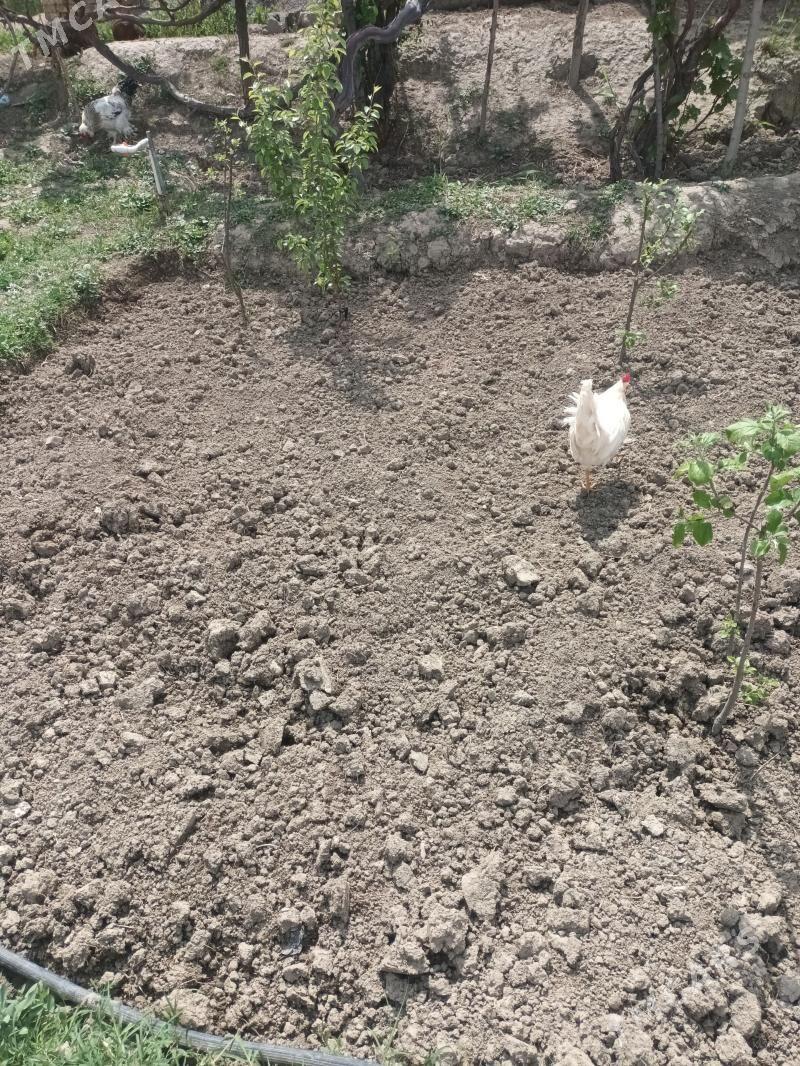 Horaz - Gökdepe - img 1