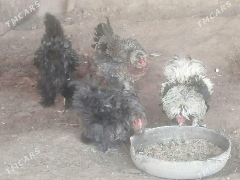 Karlik troyka ters ýelek - Ашхабад - img 1