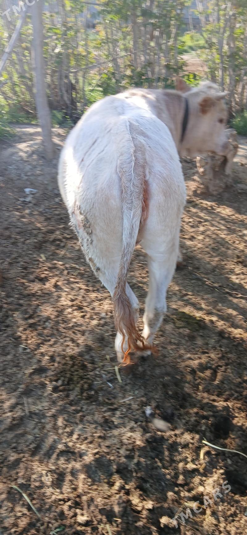 tuwe - Bäherden - img 1