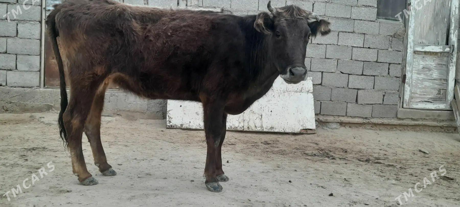 sygyr - Гызыларбат - img 1