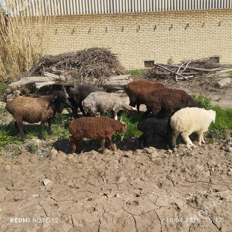 гузулы гойун - Чарджоу - img 1