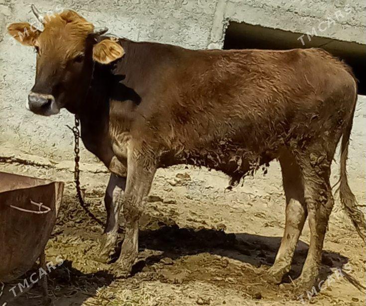 okuz we tuwe - Анев - img 1