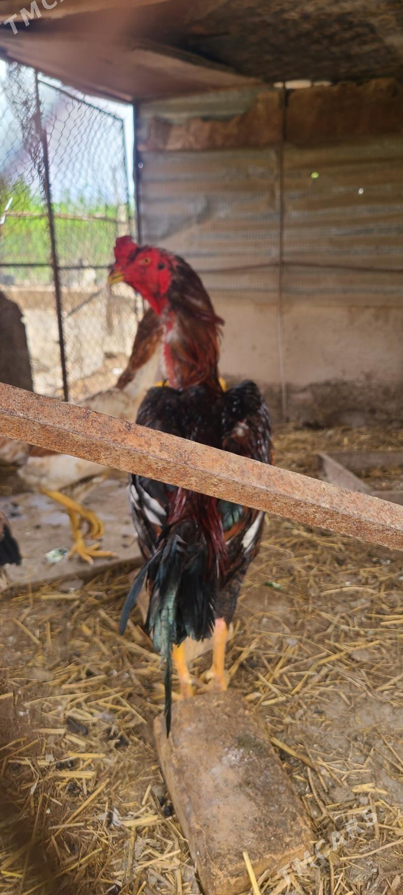 Horaz - Dänew - img 1