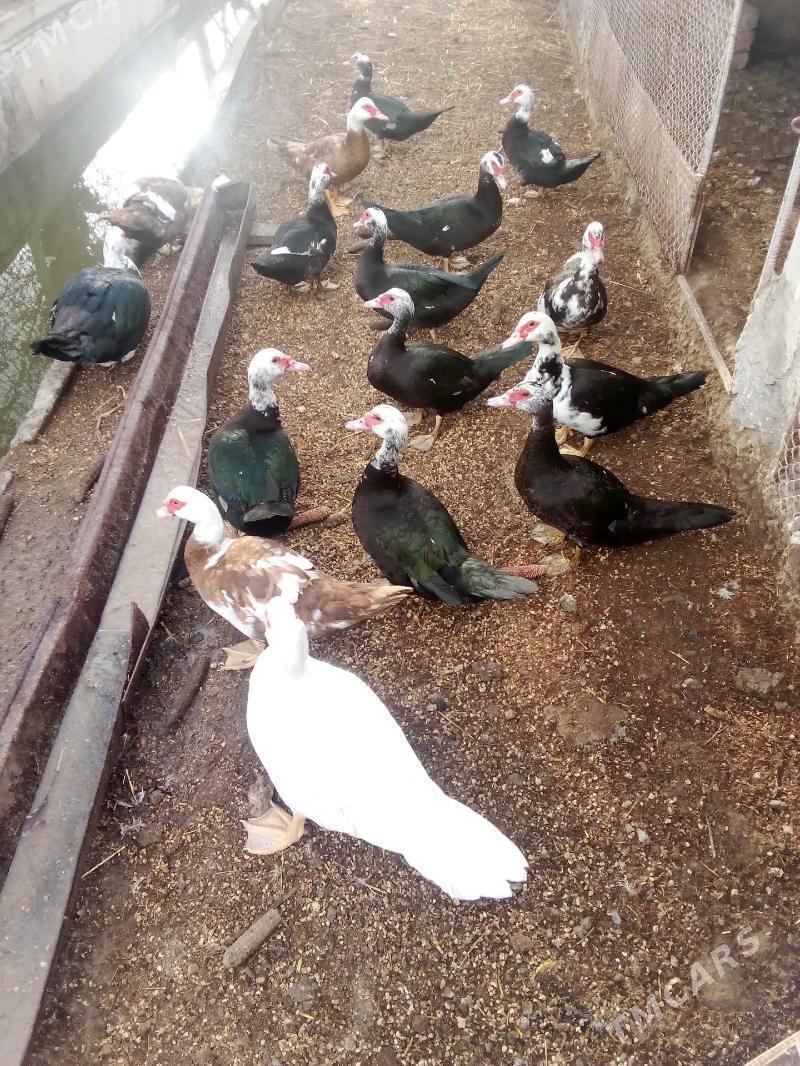 ordek - Türkmenabat - img 1