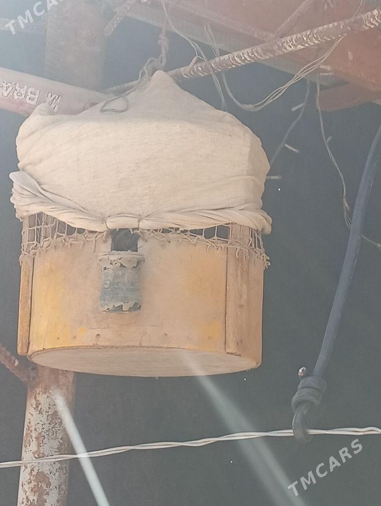 bedene - Саят - img 1