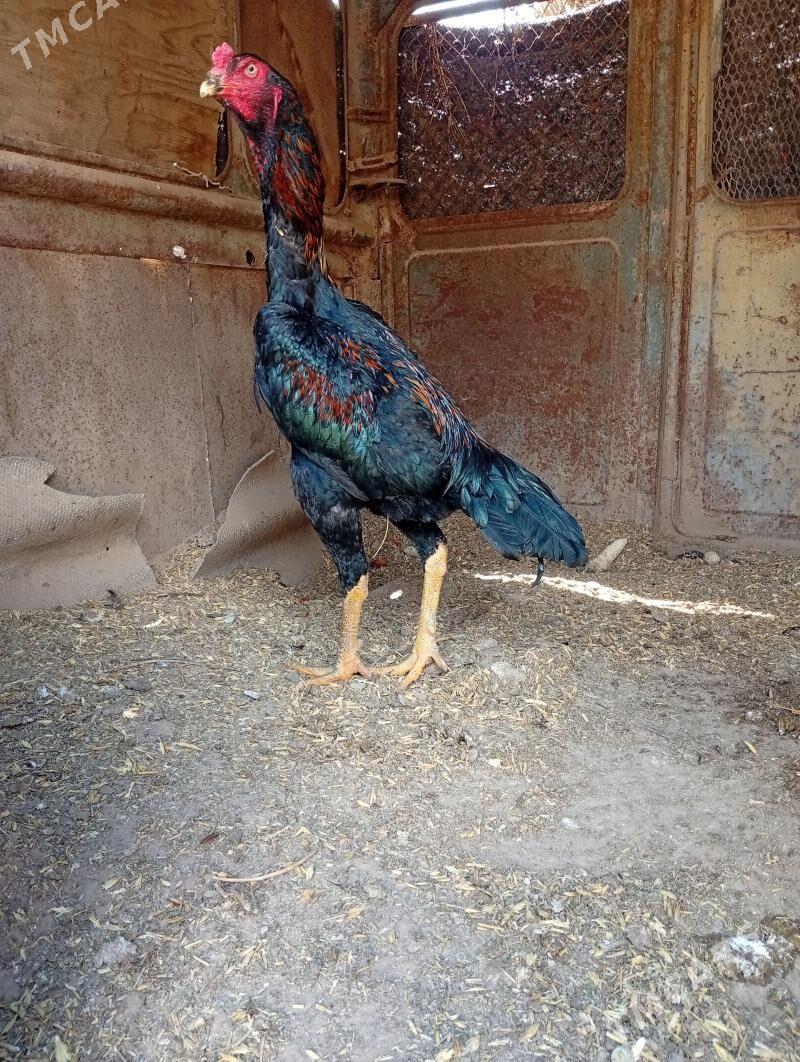 jüýje - Сакарчага - img 1