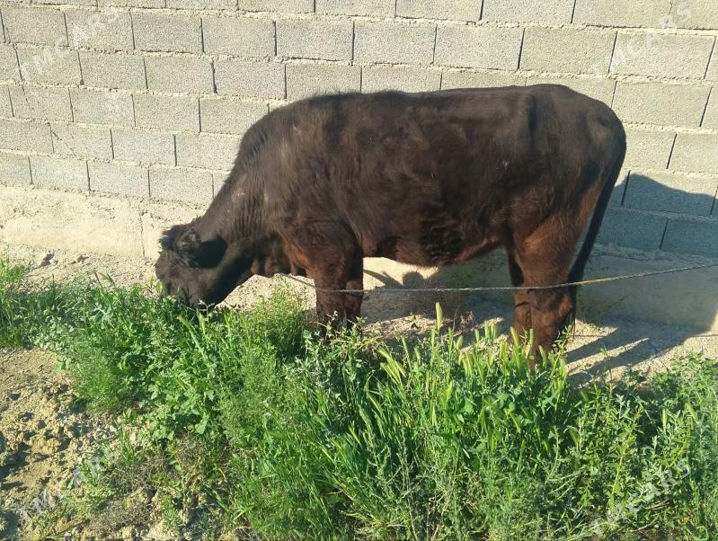 Tüwe - Bäherden - img 1